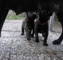 Foto 5 van de pups