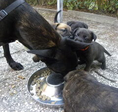 Foto 6 van de pups