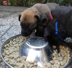 Foto 7 van de pups