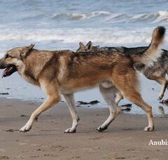 Foto 4 van saarlooswolfhonden kennel  Yumoja