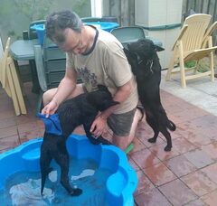 Foto 4 van de pups