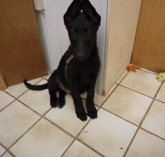 Foto 5 van de pups