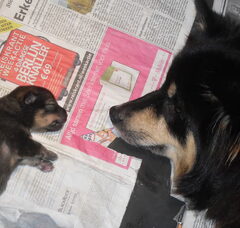 Foto 2 van de pups