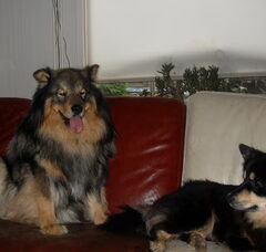 Foto 3 van de pups