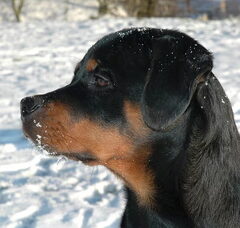 Foto 2 van Van de Sjans Rottweilers