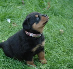Foto 3 van Van de Sjans Rottweilers