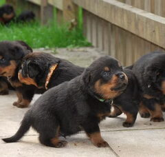 Foto 4 van Van de Sjans Rottweilers