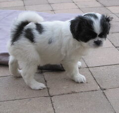Foto 2 van de pups