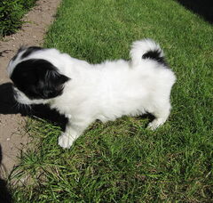 Foto 3 van de pups