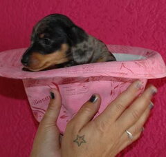 Foto 2 van de pups