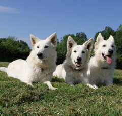 Foto 3 van de pups