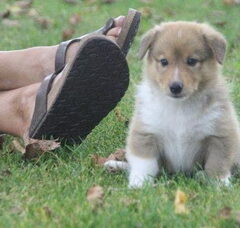 Foto 2 van de pups