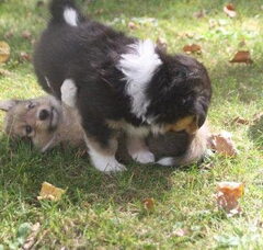 Foto 3 van de pups