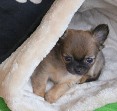 Foto 2 van de pups