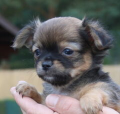 Foto 3 van de pups