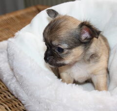 Foto 4 van de pups