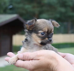 Foto 5 van de pups