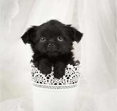 Foto 6 van de pups