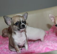 Foto 2 van de pups