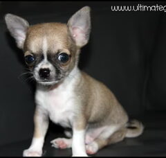 Foto 4 van de pups