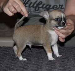 Foto 5 van de pups