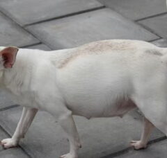 Foto 6 van de pups