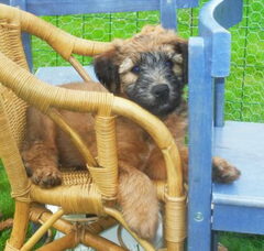 Foto 2 van de pups