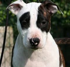 Foto 2 van de pups
