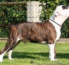 Foto 3 van de pups