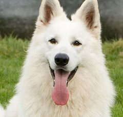 Foto 4 van de pups