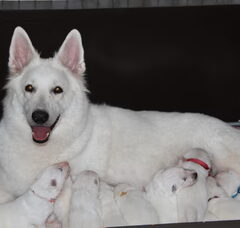 Foto 5 van de pups