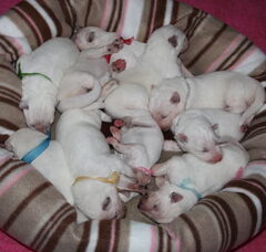 Foto 6 van de pups