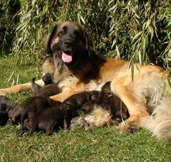 Foto 2 van de pups