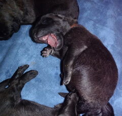 Foto 3 van de pups