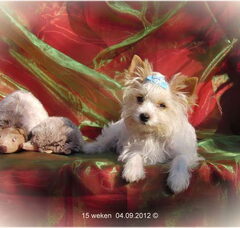 Foto 2 van de pups