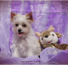 Foto 5 van de pups