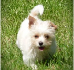Foto 6 van de pups
