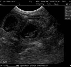 Foto 2 van de pups