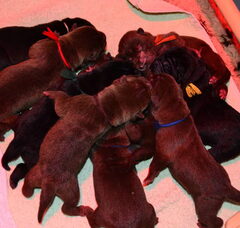 Foto 2 van de pups