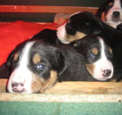 Foto 2 van de pups