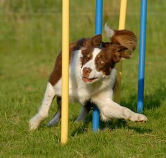 Foto 3 van de pups