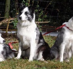 Foto 5 van de pups