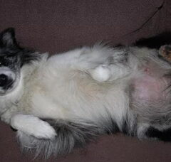 Foto 6 van de pups