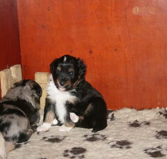 Foto 2 van de pups