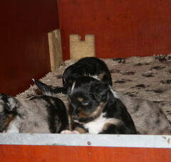 Foto 3 van de pups