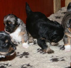 Foto 4 van de pups