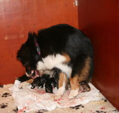Foto 5 van de pups