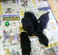 Foto 2 van de pups