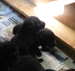 Foto 3 van de pups