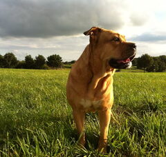 Foto 2 van de pups